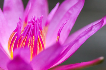 Naklejka premium Lotus bautiful in nature and colorful