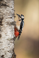 Great spotted woodpecker in a tree trunk looking for larbas
