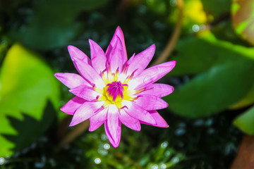 Obraz premium Lotus bautiful in nature and colorful
