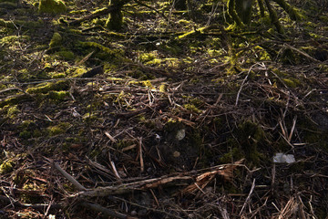 branches from cut down trees. edge of the woods