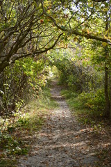 Wald Allee