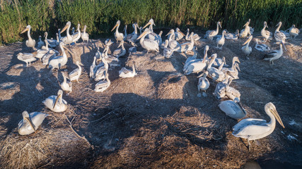 dalmatian pelicans (pelecanus crispus)