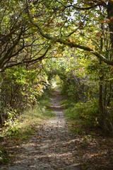 forest on spiekerooge