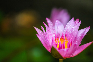 Lotus bautiful in nature and colorful