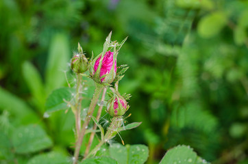 Drop-down pink rose bud close-up on a green blurry background with copy space. A symbol of femininity, innocence and the beginning of life.