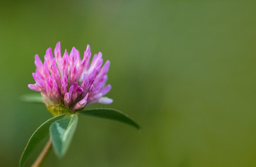 Macro photo nature field blooming red clover flower