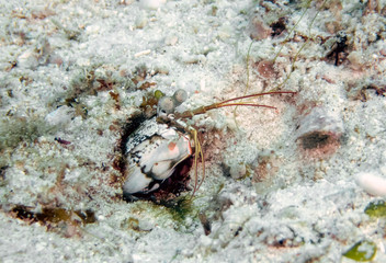 Pink Earred Mantis Shrimp (Odontodactylus latirostris)