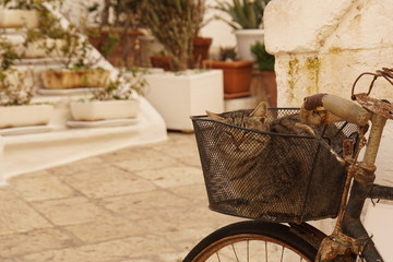 Fototapeta na wymiar Gray cat lounged in a metal rusty wheel basket against white buildings and paved street in Puglia, Italy