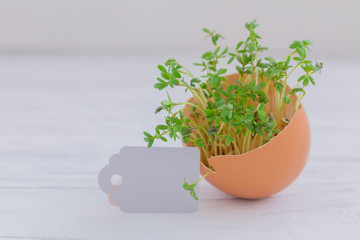 Growing microgreens watercress at home in egg shell with a paper tag