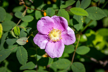 Fototapeta premium A wild rose in the summer sunshine