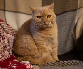 Big beautiful red cat sits on a beige armchair with a very dissatisfied and angry face.