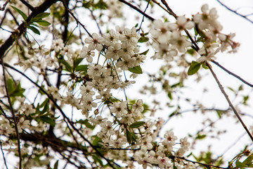 Blooming Apple or cherry. White flowers on tree branches. Spring.