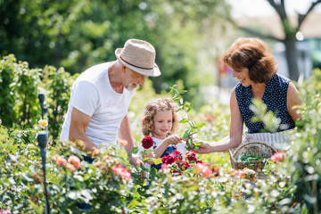 Senior grandparents and granddaughter gardening in the backyard garden.