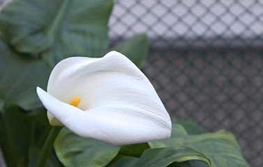 Close-up of a Cala flower in a garden (Zantedeschia aethiopica)