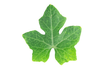 Ivy gourd leaves on white background with clipping path.