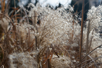 ears of dry grass