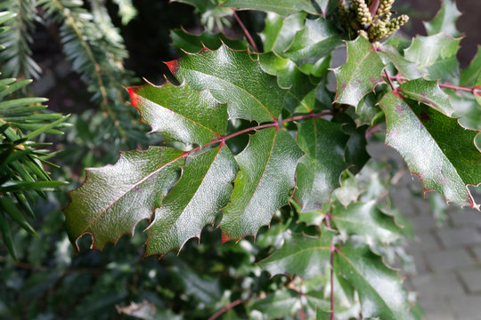 Mahonia aquifolium, the Oregon grape