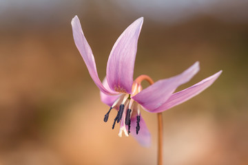 Erythronium dens-canis, the dog's-tooth-violet or dogtooth violet, lily family, Liliaceae, flowering in white, pink or lilac flower at the beginning of spring. Ovate to lanceolate leaves, white bulb, 