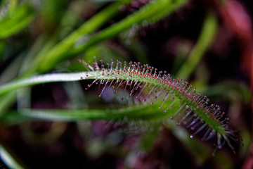 Cape sundew Drosera capensis