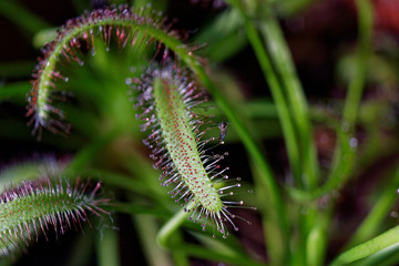 Cape sundew Drosera capensis