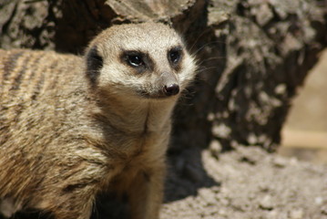 Meerkat