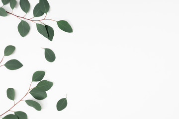 Eucalyptus branches and leaves on white background. Minimal composition of eucalyptus. Flat lay,...