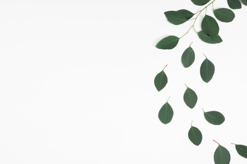 Eucalyptus branches and leaves on white background. Minimal composition of eucalyptus. Flat lay, top view, copy space