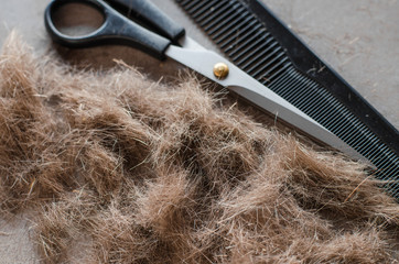 Pile of cut hair, scissors for haircuts and comb. Tools for haircuts.