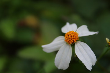 Fototapeta premium White and yellow wild daisy with natural green background 