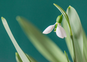 Gorgeous green and white snowdrop with petals opening 
