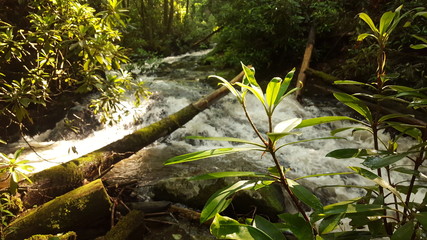 fern by a stream in the forest