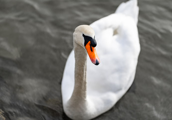 White swan close in black and with and orange bill