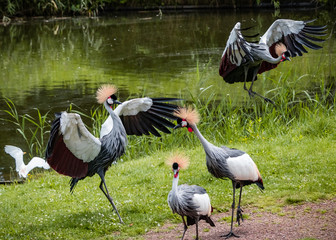 west african crowned crane