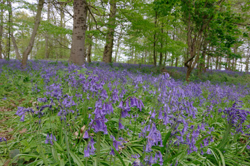 beautiful bluebell carpet in spring