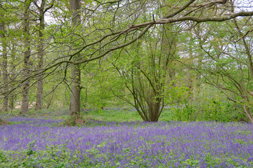Naklejka premium beautiful bluebell carpet in spring