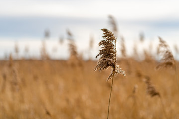 Fototapeta premium Miscanthus, dry close up and reed background