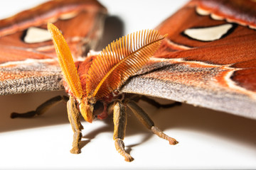 Butterfly on the white background, Attacus atlas