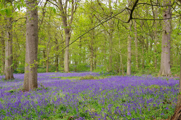 beautiful bluebell carpet in spring