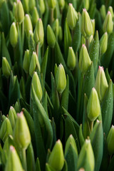 Obraz premium Beautiful Tulip buds with a top view, spring flowers grown in a greenhouse.Spring flowers and floriculture. Selective focus