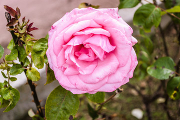 pink rose in the garden