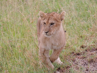 lion cub in the Masai Mara