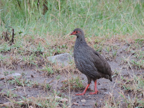 frankolin in the masai mara