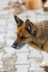 Belgian wolf dog head portrait