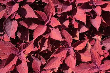 Blätter der Bunrtnessel