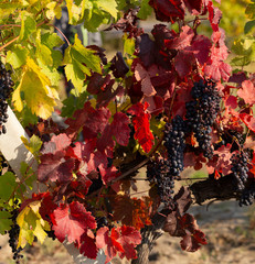 Vine with ripe grapes before harvesting. Vineyards in the fall with red, yellow and green foliage.  Wine-making. Technology of wine production in Moldova.  Viticulture.