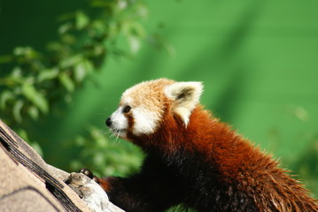 Naklejka premium Red Panda