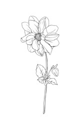 Black outline flower dahlia, bud and leaves. Isolated on white background.  Hand drawn. Doodle style. For floral design, prints, greeting card, textiles, invitations. Vector stock illustration.