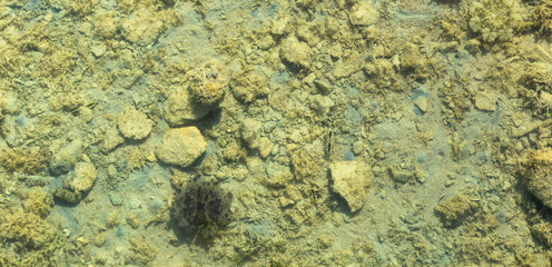 White-spotted puffer (Arothron hispidus) puffer fish is hiding under a stone at the bottom of the red sea. Cassiopea andromeda (Upside-down jellyfish).