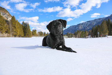 Schwarzer Labrador liegt im Schnee in den Bergen mit blauem Himmel