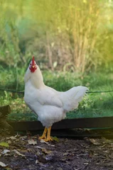 Foto op Plexiglas White hen outdoor on a sunny summer day © lesichkadesign